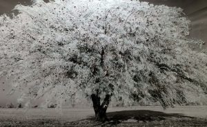 Meet the Artist Clare Wright in Keswick
